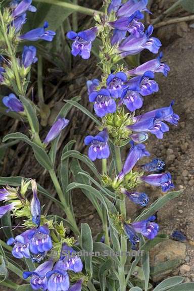 penstemon speciosus 1 graphic